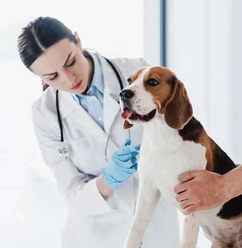 Harmancık Veteriner